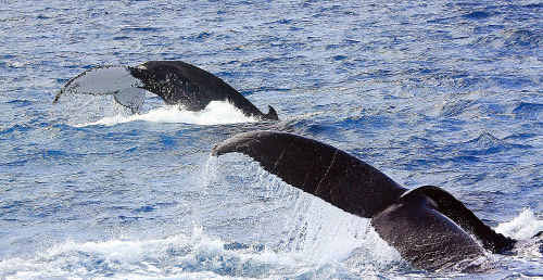This week’s top picture in the Harvey Norman Whale Photo competition. This week’s top picture in the Harvey Norman Whale Photo competition.